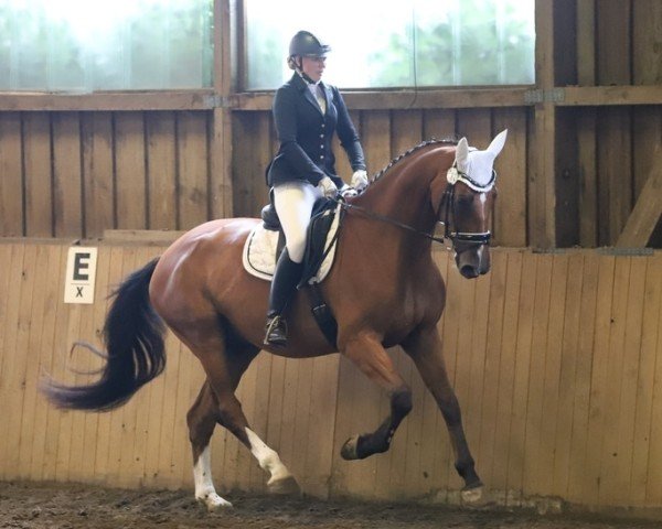 dressage horse Cadero Chb (Holsteiner, 2014, from Chin Chin)