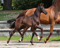 foal by Ilay (Hanoverian, 2024, from Iowa Gold)