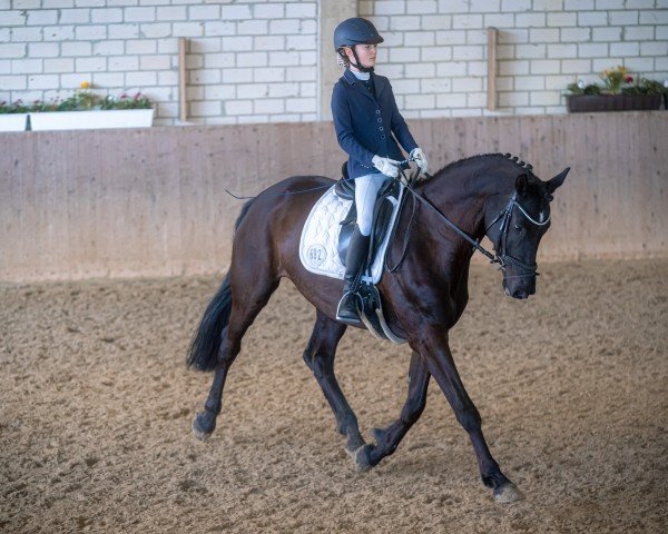 broodmare Toska (Trak) (Trakehner, 2012, from Kentucky)