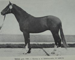 stallion Salust (Mecklenburg, 1981, from Santos 3372)