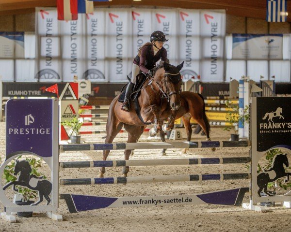 broodmare Calidora (Oldenburg show jumper, 2016, from Tannenhof's Chambretto Gt)