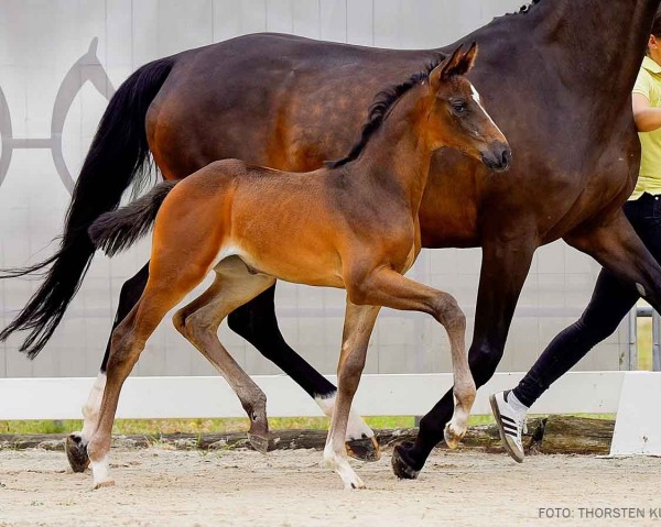 foal by Quibelle (Hanoverian, 2024, from Quintessential)