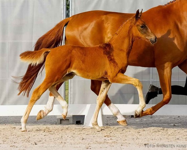 foal by Vridolin (Hanoverian, 2024, from V-Power)