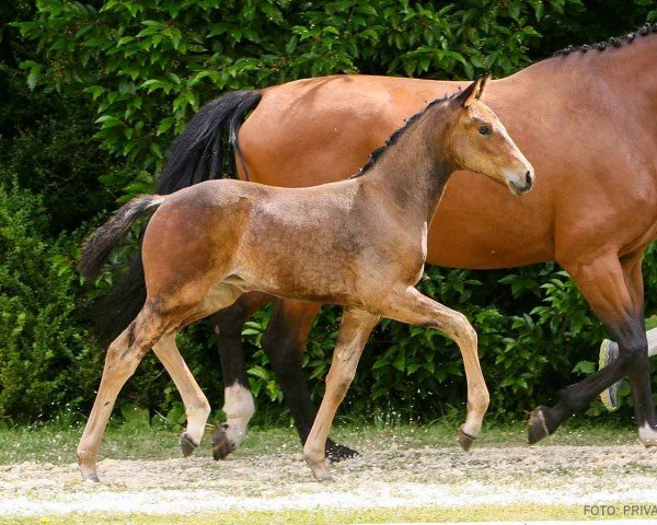 foal by Giulietta (Hanoverian, 2024, from Global Hope)