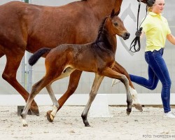 foal by Idefix (Hanoverian, 2024, from Iowa Gold)