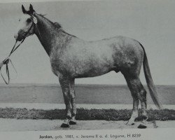 stallion Jordan 3446 (Mecklenburg, 1981, from Jerome II 3389)