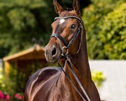 dressage horse Hemmes Beste Deern (Hanoverian, 2018, from Borsalino)