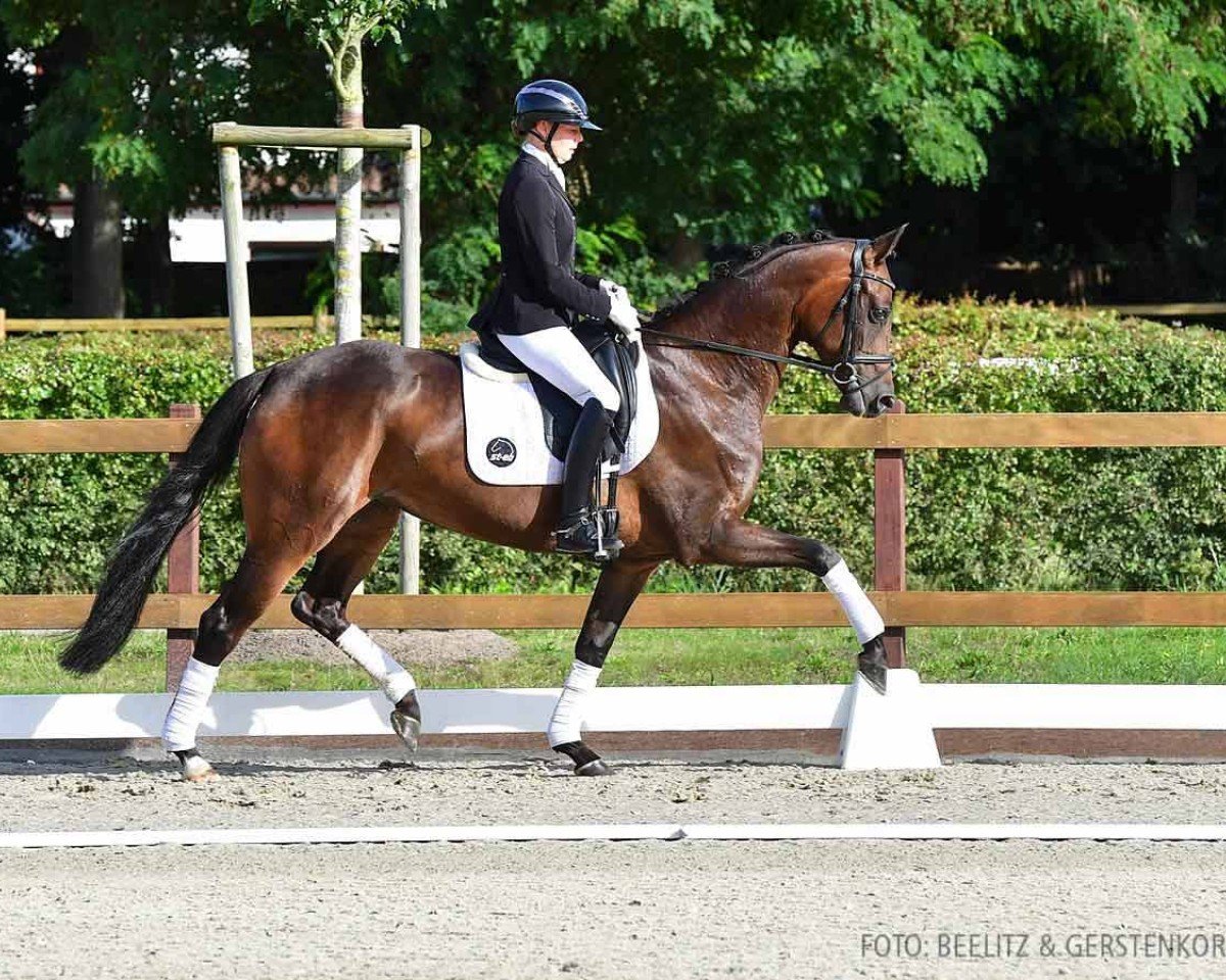 jumper Fair Lady 415 (Hanoverian, 2020, from Fürst Romancier)