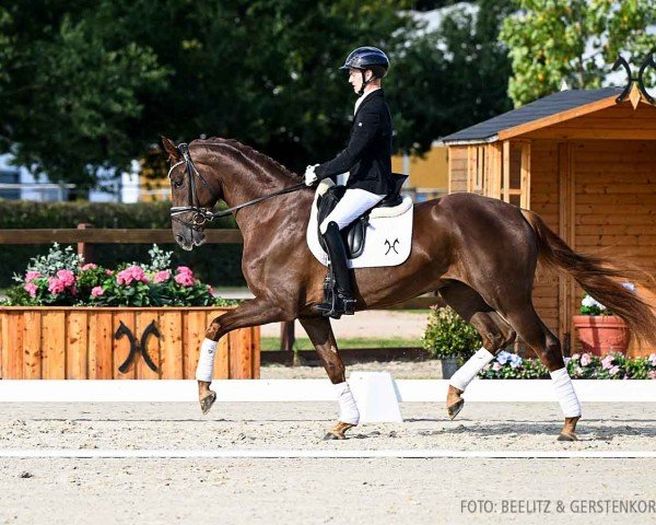 dressage horse Quandillo 2 (Hanoverian, 2021, from Quantensprung 3)