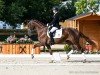 dressage horse Quandillo 2 (Hanoverian, 2021, from Quantensprung 3)