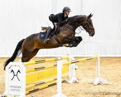 jumper Loriot 394 (Hanoverian, 2020, from Light my Fire)