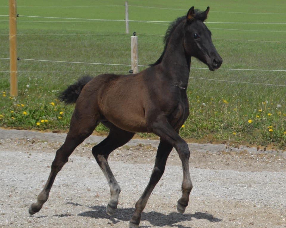 Dressurpferd Powerdale KK'S (KWPN (Niederländisches Warmblut), 2020, von Glamourdale)