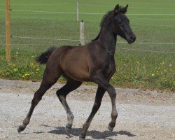 Dressurpferd Powerdale KK'S (KWPN (Niederländisches Warmblut), 2020, von Glamourdale)