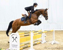 jumper Queensberry H (Hanoverian, 2018, from FRH Quaid)