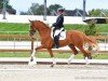 dressage horse Solaia 6 (Hanoverian, 2020, from Secret)