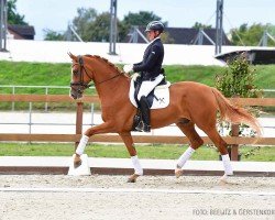 dressage horse Solaia 6 (Hanoverian, 2020, from Secret)