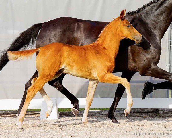 foal by Ed Sheeran (Hanoverian, 2024, from Escamillo)