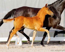 foal by Ed Sheeran (Hanoverian, 2024, from Escamillo)