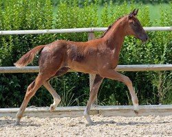 foal by Feliana W (Hanoverian, 2024, from Feliciano)