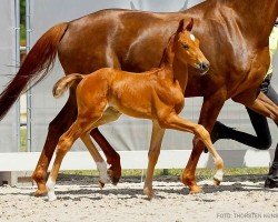 foal by Timberland (Hanoverian, 2024, from Total Diamond PS)