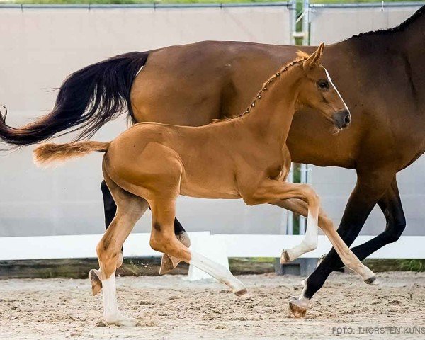 foal by Viviana (Hanoverian, 2024, from Viva Vitalis 2)