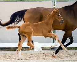 foal by Viviana (Hanoverian, 2024, from Viva Vitalis 2)