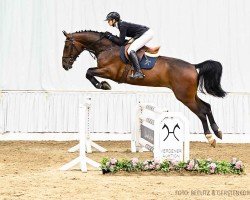 jumper Carrilou 3 (Hanoverian, 2020, from Carridam)