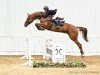 jumper Palina 44 (Hanoverian, 2017, from Perigueux)