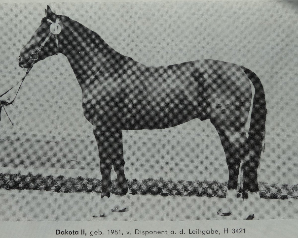 stallion Dakota II (Noble Warmblood, 1981, from Disponent 3310)