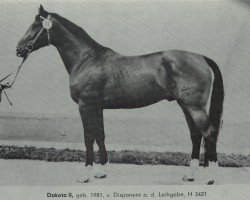 stallion Dakota II (Noble Warmblood, 1981, from Disponent 3310)