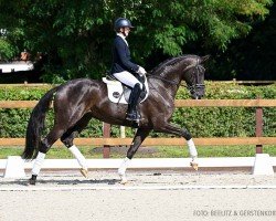 dressage horse Lorelai (Hannoveraner, 2020, from Le Vivaldi)