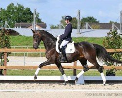 dressage horse Gaya H (Hanoverian, 2020, from Global Player OLD)