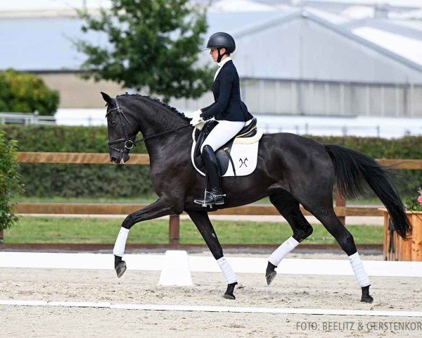 dressage horse Voice (Hanoverian, 2020, from Harmony's V-Plus)