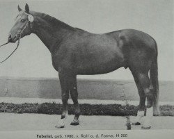 stallion Fabulist (Trakehner, 1980, from Ralf Mo 1087)