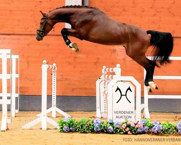 jumper Hieronymus (Hanoverian, 2021, from Hardrock Z)