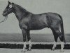 stallion Darker (Noble Warmblood, 1981, from Disponent 3310)