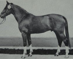 Deckhengst Darker (Edles Warmblut, 1981, von Disponent 3310)