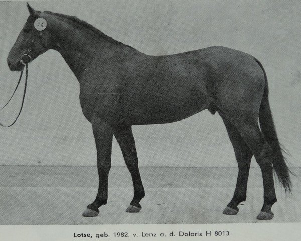 stallion Lotse 3453 (Saxony-Anhaltiner, 1982, from Lenz 2640)