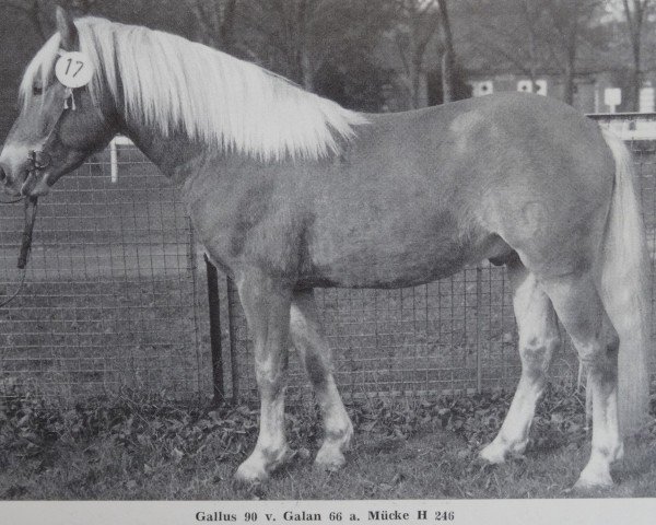 Deckhengst Gallus 90 DDR (25% ox) (Edelbluthaflinger, 1979, von Galan 66 VI)