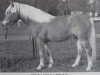 stallion Gallus 90 DDR (25% ox) (Edelbluthaflinger, 1979, from Galan 66 VI)