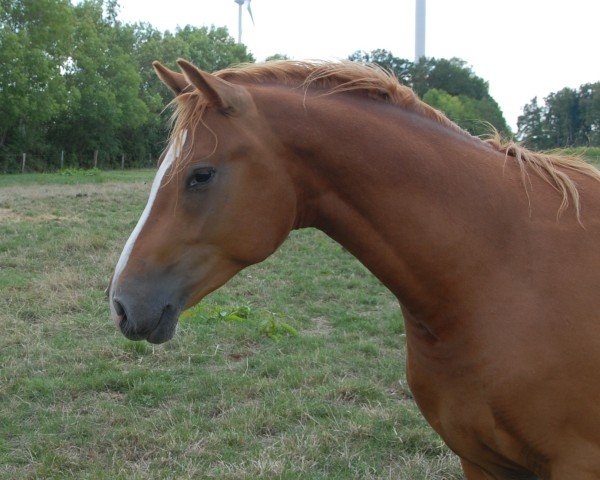 Dressurpferd Hengst von D-Gold AT NRW (Deutsches Reitpony, 2020, von D-Gold AT NRW)