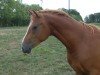 dressage horse Danburit SE (German Riding Pony, 2020, from D-Gold AT NRW)