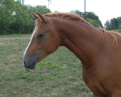 Dressurpferd Hengst von D-Gold AT NRW (Deutsches Reitpony, 2020, von D-Gold AT NRW)