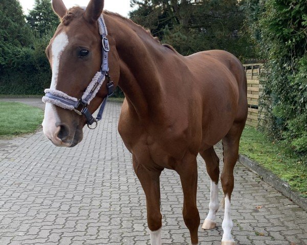 dressage horse Didi Deluxe (Hanoverian,  , from Da Costa)