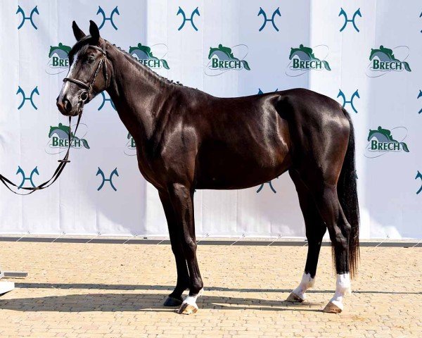 jumper Fiesta (Hanoverian, 2021, from For Friendship VDL)