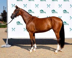 dressage horse Baltika (Hanoverian, 2021, from Belissimo NRW)