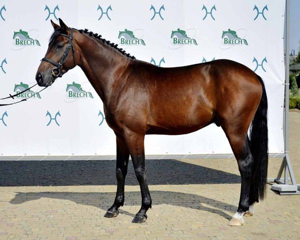 Springpferd Fray (Hannoveraner, 2021, von For Treasure VDL)