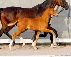 foal by Even (Hanoverian, 2024, from Escamillo)