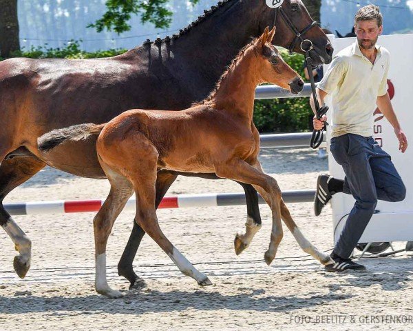 foal by Canonita TI (Hanoverian, 2024, from Cador 5)