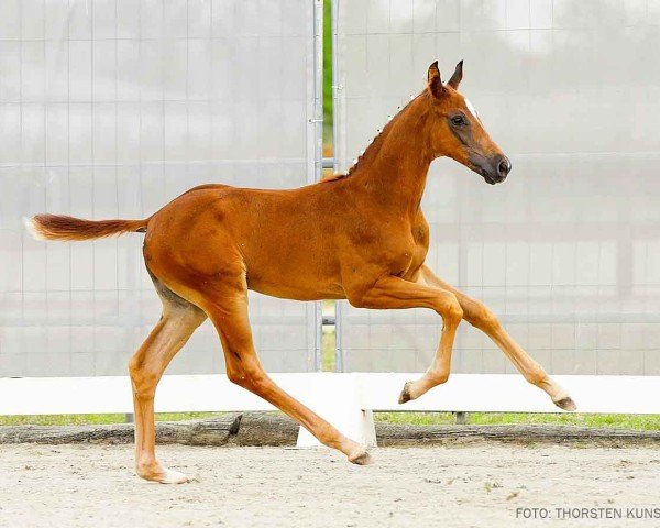 foal by Dancing Star (Hanoverian, 2024, from Donier)